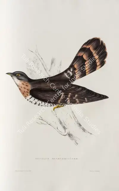 Elizabeth Gould (Lithographer), Cuculus Sparverioides, 1832, Lithograph