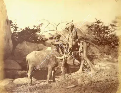 Willoughby Wallace Hooper (Photographer), Tiger Hunt, Antiquarian Photograph