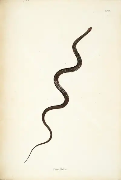 William Skelton (Engraver), Patza Tutta, 1796, Engraving