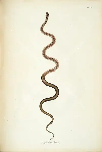 William Skelton (Engraver), Mega Rekula Poda, 1796, Engraving