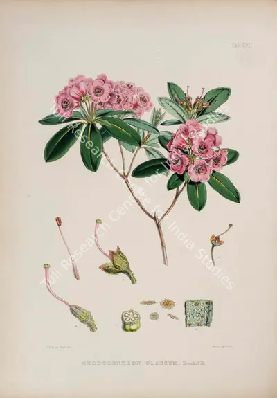 Walter Hood Fitch (Lithographer), Rhododendron Glaucum, 1796, Lithograph