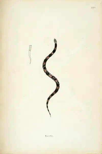 William Skelton (Engraver), Karetta, 1796, Engraving
