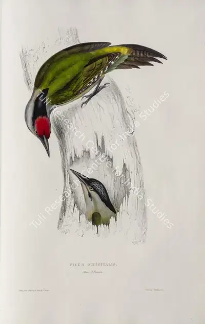 Elizabeth Gould (Lithographer), Picus Occipitalis, 1832, Lithograph