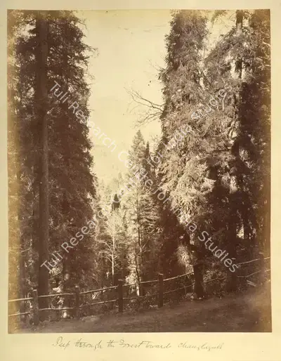 John Burke (Photographer), Peep through the Forest towards Chauglagali, Antiquarian Photograph