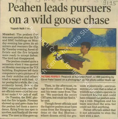 Yogesh Naik (Writer), Peahen Leads Pursuers On a Wild Goose Chase, 2008, Newspaper Clipping