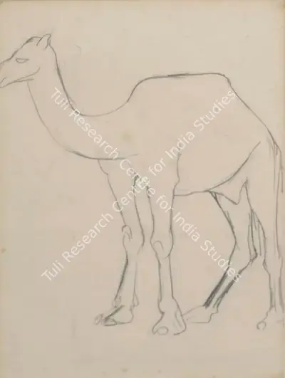 Amrita Sher-Gil (Artist), Sketch of a Camel, 1941, Drawing