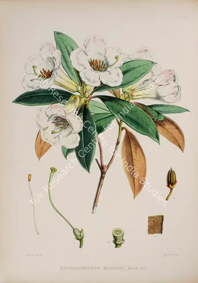Walter Hood Fitch (Lithographer), Rhododendron Maddeni, 1796, Lithograph