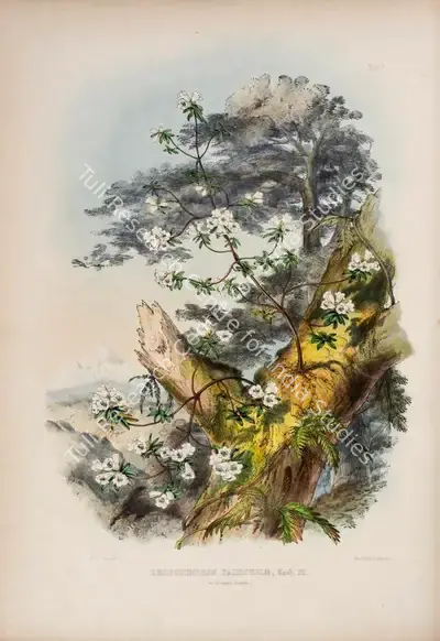 Walter Hood Fitch (Lithographer), Rhododendron Dalhousie, 1796, Lithograph