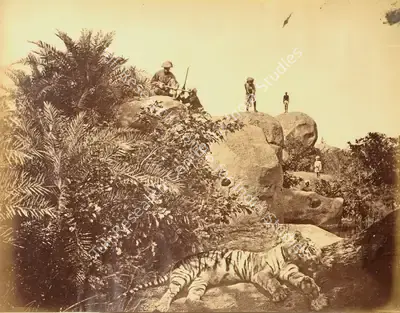 Willoughby Wallace Hooper (Photographer), Tiger Hunt, 1872, Antiquarian Photograph