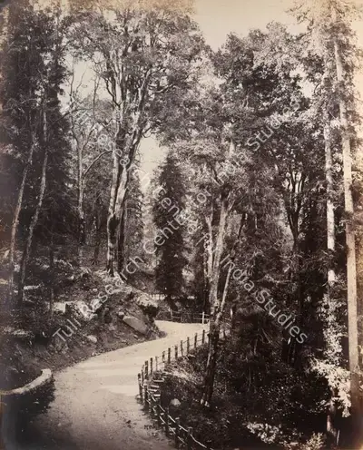 William Baker (Photographer), Murree. Bit in Forest Road, 1868, Antiquarian Photograph