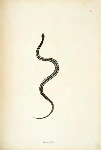 William Skelton (Engraver), Wanna Pam, 1796, Engraving