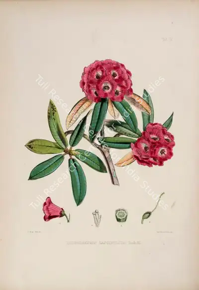 Walter Hood Fitch (Lithographer), Rhododendron Lancifolium, 1796, Lithograph