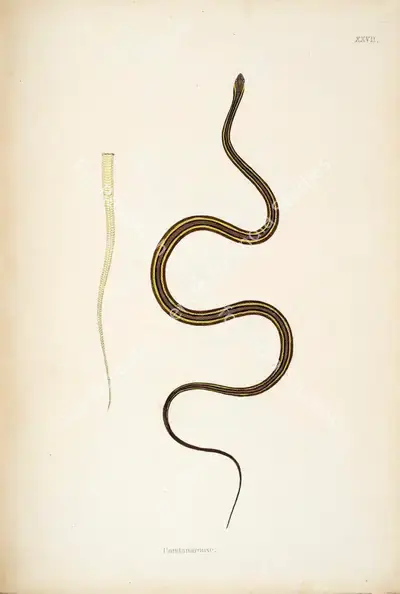 William Skelton (Engraver), Condanarouse, 1796, Engraving