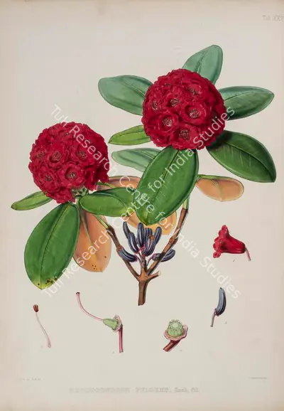 Walter Hood Fitch (Lithographer), Rhododendron Fulgens, 1796, Lithograph