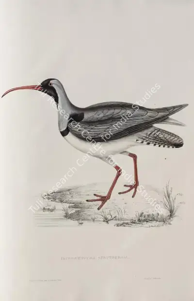 Elizabeth Gould (Lithographer), Ibidorhyncha Struthersii, 1832, Lithograph
