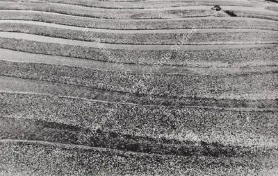 Nasreen Mohamedi (Artist), Untitled (NM Photo 13), 1968, Print