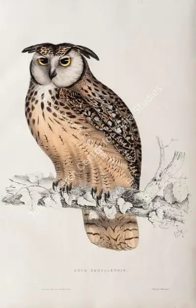 Elizabeth Gould (Lithographer), Otus Bengalensis, 1832, Lithograph