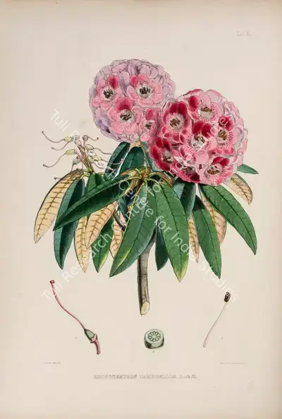 Walter Hood Fitch (Lithographer), Rhododendron Campbellle, 1796, Lithograph
