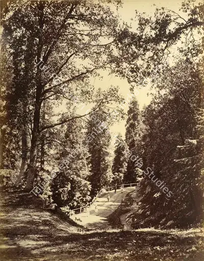 John Burke (Photographer), The Forest Road near Fir Hill, Antiquarian Photograph