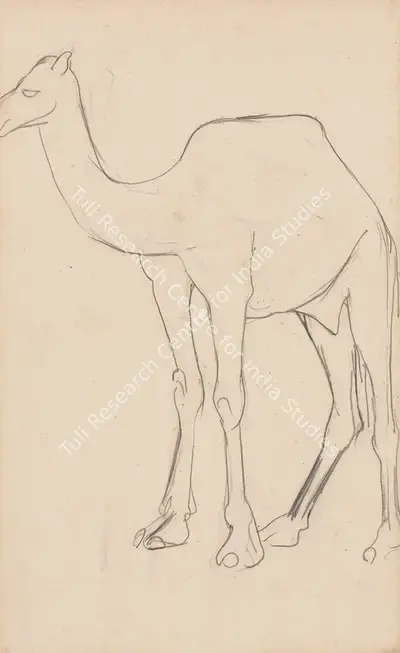 Amrita Sher-Gil (Artist), Untitled (Sketch of a Camel), 1941, Drawing