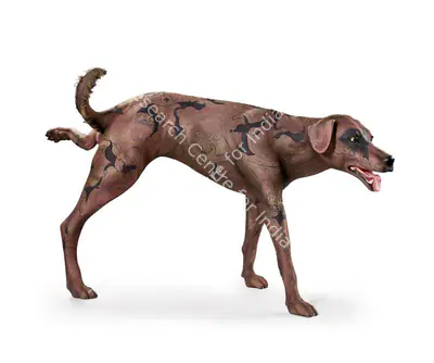 Jagannath Panda (Artist), Dog, Sculpture