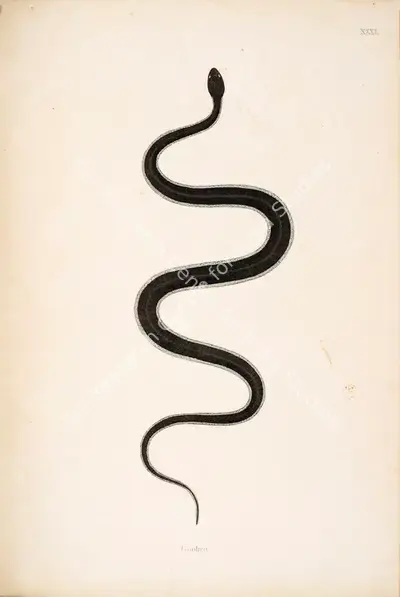 William Skelton (Engraver), Goobra, 1796, Engraving