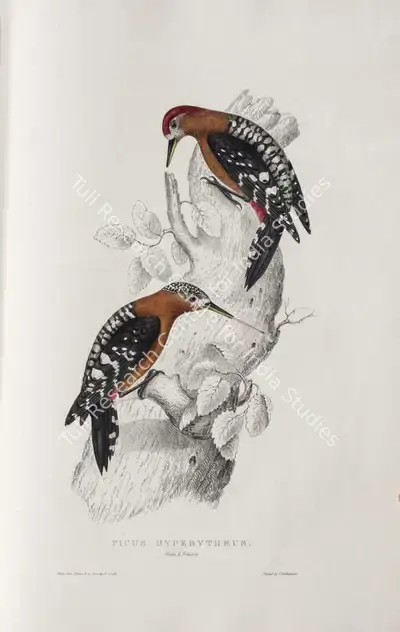Elizabeth Gould (Lithographer), Picus Hyperythrus, 1832, Lithograph