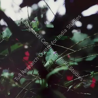 Simryn Gill (Artist), Weeds of my Parents' Garden, 2018, Print