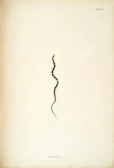 William Skelton (Engraver), Katla Vyrien .A., 1796, Engraving