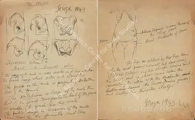F.N. Souza (Artist), Anatomy Study, 1943, Drawing