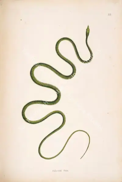William Skelton (Engraver), Pafseriki Pam, 1796, Engraving