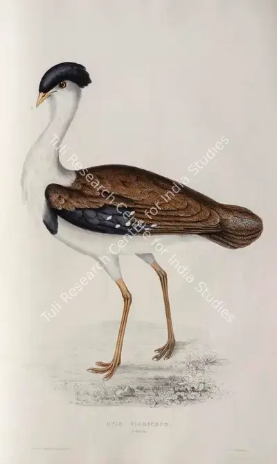 Elizabeth Gould (Lithographer), Otis Nigriceps, 1832, Lithograph