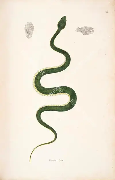 William Skelton (Engraver), Bodroo Pam, 1796, Engraving