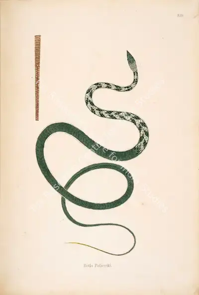 William Skelton (Engraver), Botla Pafseriki, 1796, Engraving