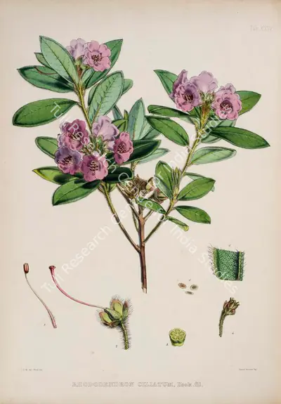 Walter Hood Fitch (Lithographer), Rhododendron Ciliatum, 1796, Lithograph
