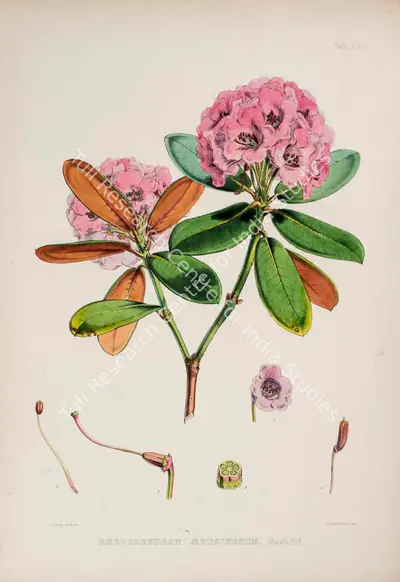 Walter Hood Fitch (Lithographer), Rhododendron Aeruginosum, 1796, Lithograph