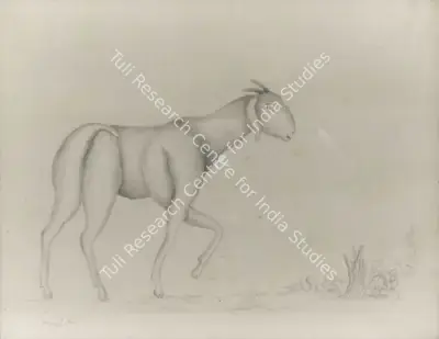 Manjit Bawa (Artist), Untitled (Goat), 1986, Drawing