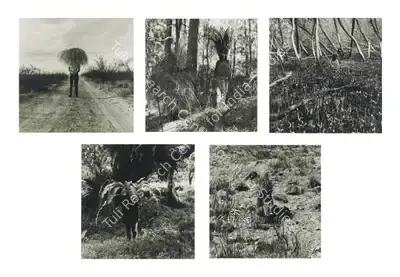 Simryn Gill (Artist), Vegetation, 1999, Print