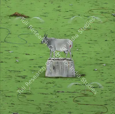 Alok Bal (Artist), Sacred Cow, 2006, Painting