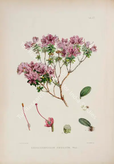 Walter Hood Fitch (Lithographer), Rhododendron Setosum, Wall, 1796, Lithograph