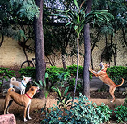Vanraja Sanctuary & Hospice