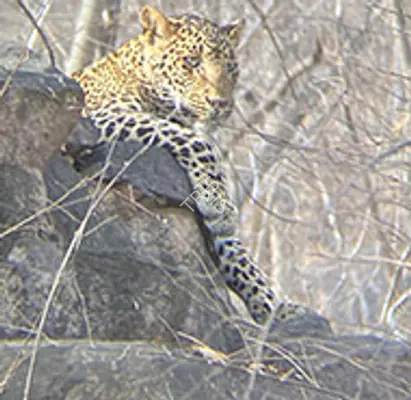 Ranthambore