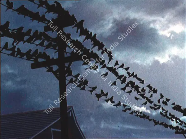 The Birds