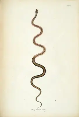 Skelton, William (Engraver). Mega Rekula Poda. Print on paper, circa 1796 | Engraving, An Account of Indian Serpents, 1796 | Continuum | 00156398