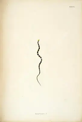 Skelton, William (Engraver). Katla Vyrien .A.. Print on paper, circa 1796 | Engraving, An Account of Indian Serpents, 1796 | Continuum | 00156403