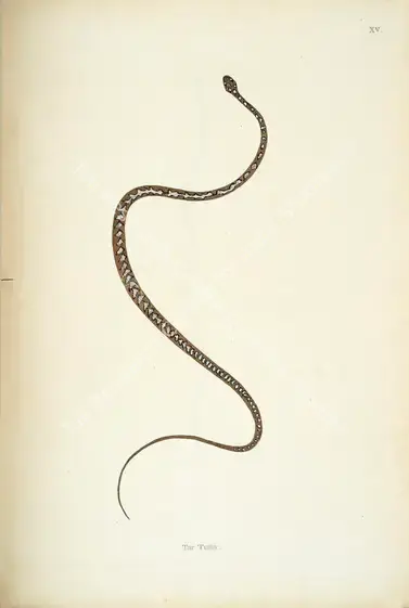 Skelton, William (Engraver). Tar Tutta. Print on paper, circa 1796 | Engraving, An Account of Indian Serpents, 1796 | Continuum | 00156381