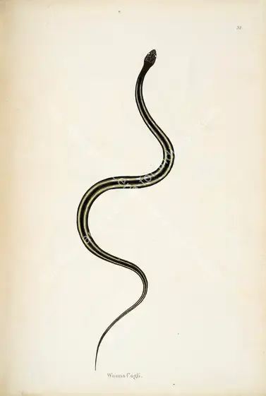 Skelton, William (Engraver). Wanna Cogli. Print on paper, circa 1796 | Engraving, An Account of Indian Serpents, 1796 | Continuum | 00156377