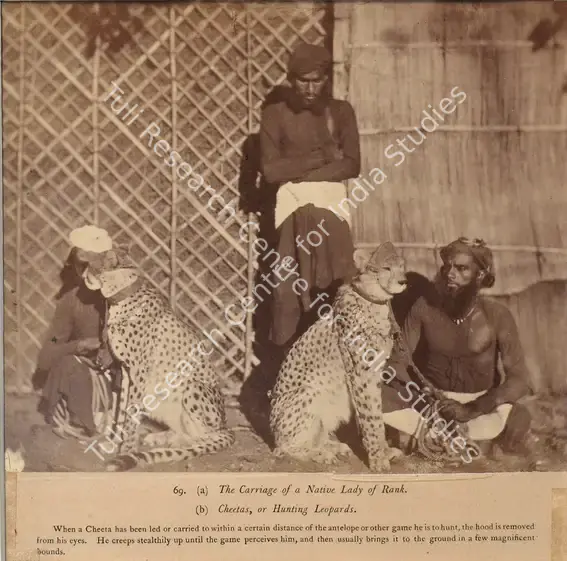 Impey, Eugene Clutterbuck (Photographer). Cheetas, or Hunting Leopards, Rajasthan - From the album "Captain E.C. Impey, 'Delhi, Agra, and Rajpootana, illustrated by eighty photographs' (Cundall, Downes, & Co., London, 1865)". Albumen print pasted on mount, n.d. | Antiquarian Photograph | Photography | 00115667