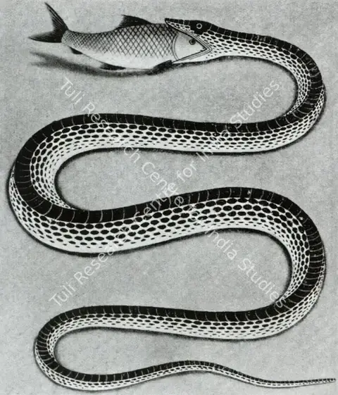 Unknown (Artist). Snake with Fish. c.1860 | Marg, December 2022 - March 2023 | Graphic Art | FineArts | 00675302