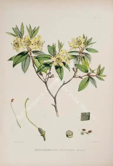 Fitch, Walter Hood (Lithographer). Three-Flowered Rhododendron. Print on paper, circa 1796 | Lithograph, The Rhododendrons of Sikkim Himalaya, 1849 | Continuum | 00156356